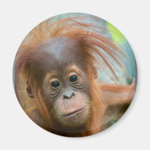 Aimant Bébé Orangutan, face à face