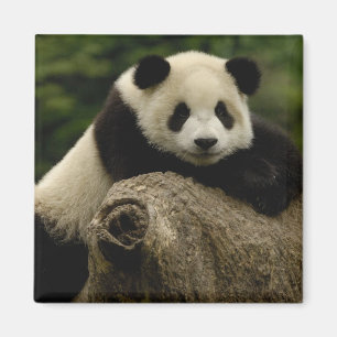 Aimant Bébé panda géant Ailuropoda melanoleuca)