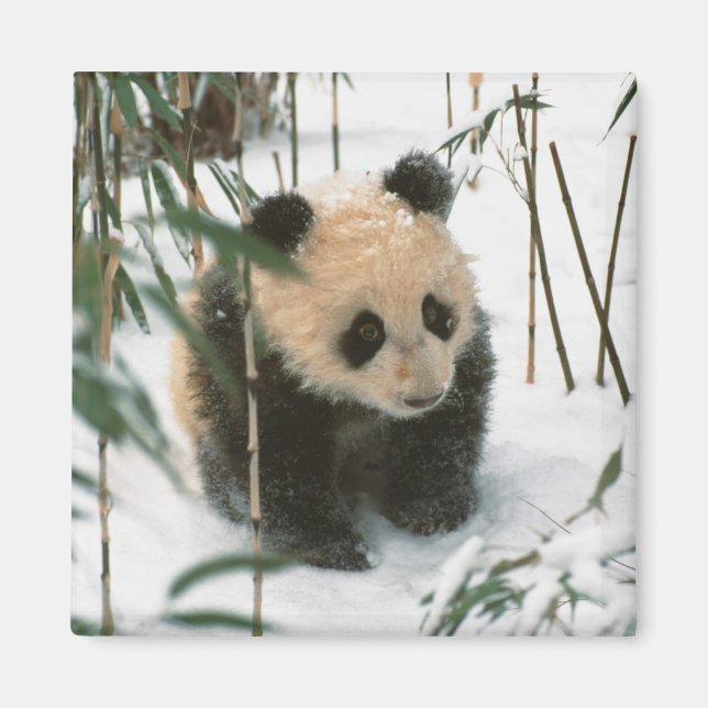 Aimant Bébé panda sur la neige, Wolong, Sichuan, Chine (Devant)