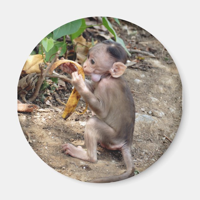 Aimant Bébé singe (Devant)