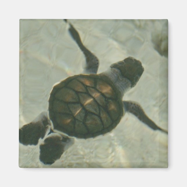 Aimant Bébé Tortue De Mer Se Baignant Dans La Mer (Devant)