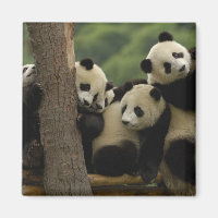 Bébés panda géant (Ailuropoda melanoleuca)