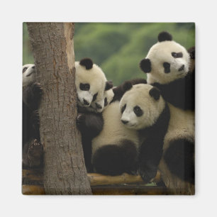 Aimant Bébés panda géant (Ailuropoda melanoleuca)