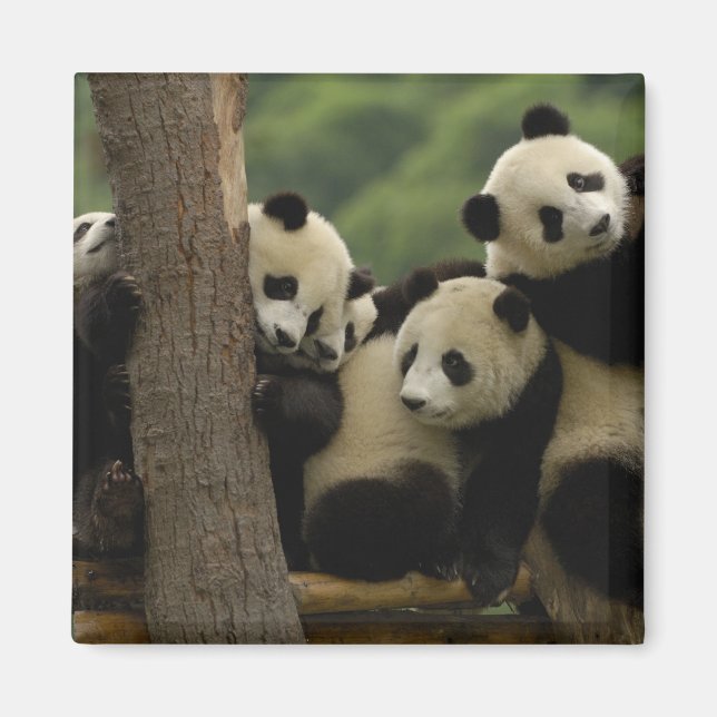Aimant Bébés panda géant (Ailuropoda melanoleuca) (Devant)