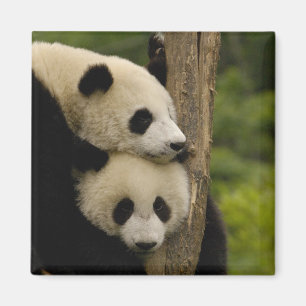 Aimant Bébés panda géant (Ailuropoda melanoleuca)