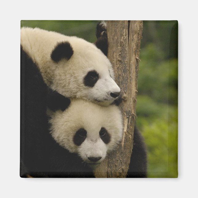 Aimant Bébés panda géant (Ailuropoda melanoleuca) (Devant)
