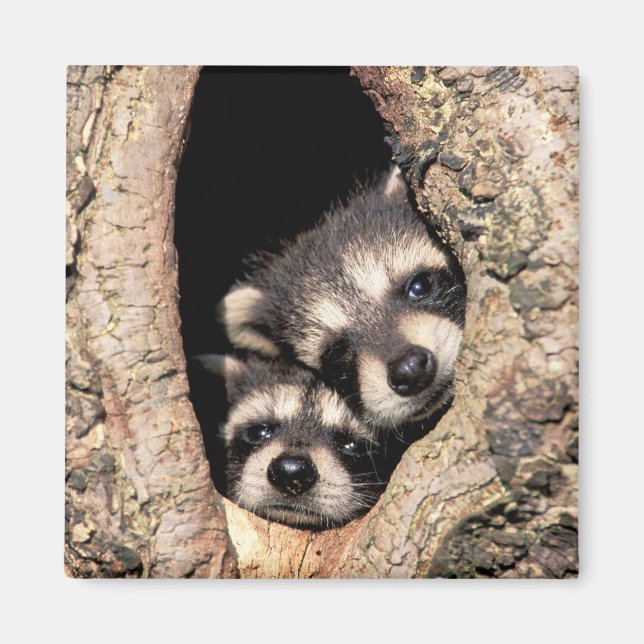 Aimant Bébés ratons laveurs regardant hors de l'arbre (Devant)