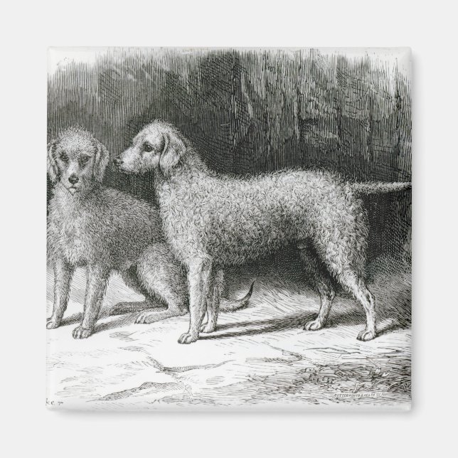 Aimant Bedlington Terriers- M. F. Armstrong (Devant)