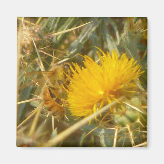 Aimant Bee and Star Thistle (Centaurea solstitialis)