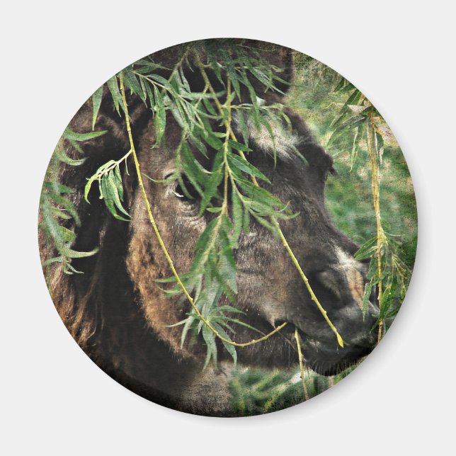 Aimant Being Onery (Devant)