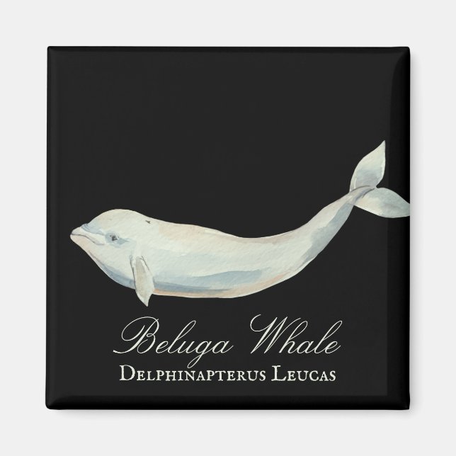 Aimant Belle baleine de Beluga, Delphinapterus Leucas (Devant)