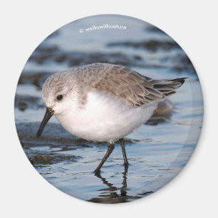 Aimant Belle Bécasseau De Sanderling Marche Les Rives D'H