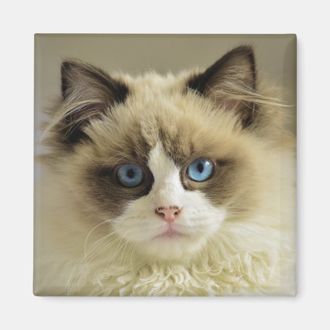 Aimant Belle chatte de poupée avec yeux bleus (Devant)