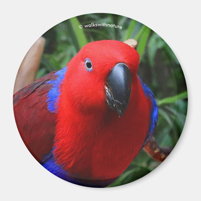 Aimant Belle "Dame en rouge" Eclectus Parrot (Devant)