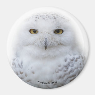 Aimant Belle, Dreamy et Serene Snowy Owl