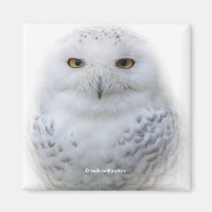 Aimant Belle, Dreamy et Serene Snowy Owl