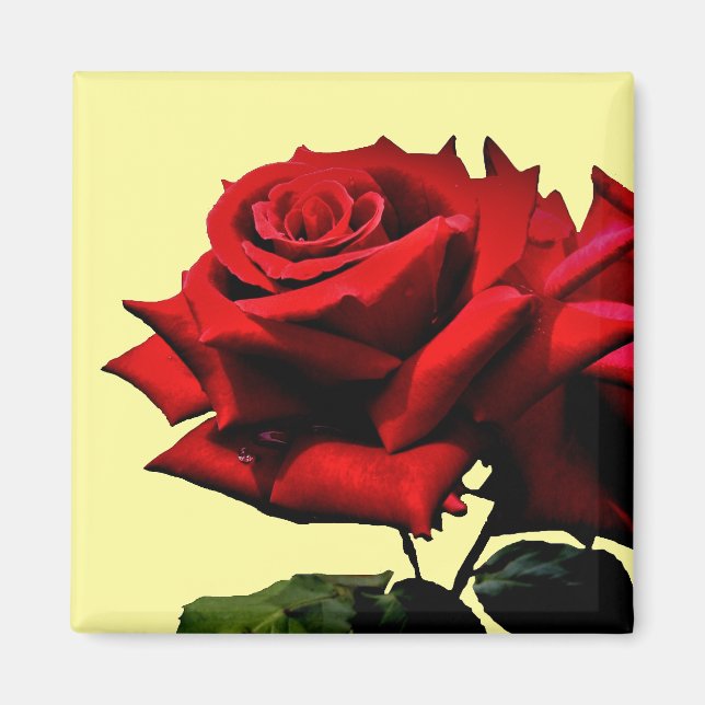 Aimant Belle Fleur de fleurs de rose rouge Anniversaire (Devant)