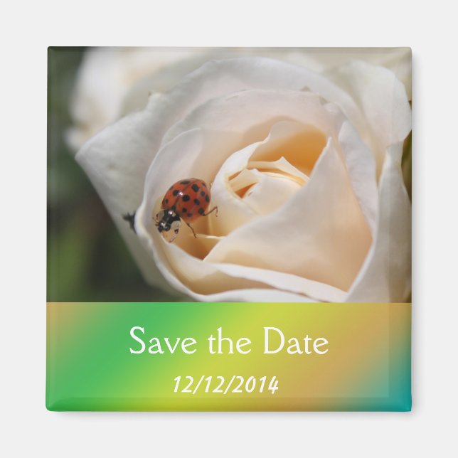Aimant Belle fleur de rose blanche pour sauver la date (Devant)