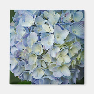 Aimant Belle Hydrangée Bleue Fleurs Photo