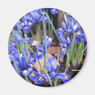 AIMANT BELLE IRIS