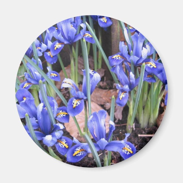 AIMANT BELLE IRIS (Devant)