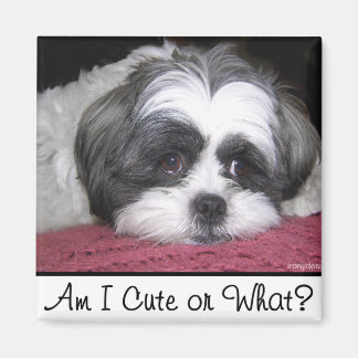 Aimant Belle Le Chien Chih Tzu