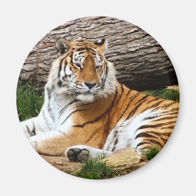Aimant Belle photo de repos du tigre (Devant)