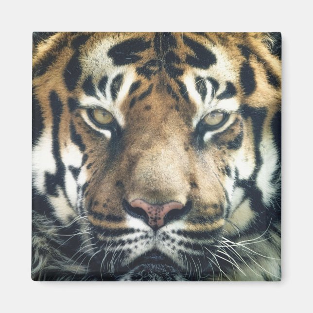 Aimant Belle photo du visage du tigre du Bengale (Devant)