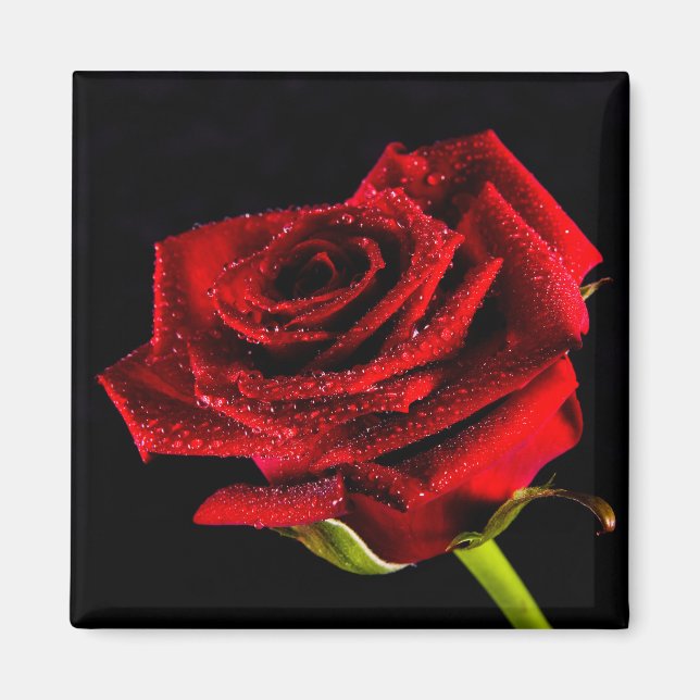 Aimant Belle rose rouge (Devant)