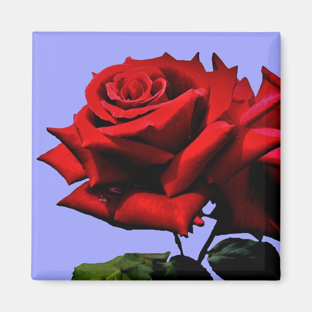 Aimant Belle Rose Rouge Nature Fleur  (Devant)