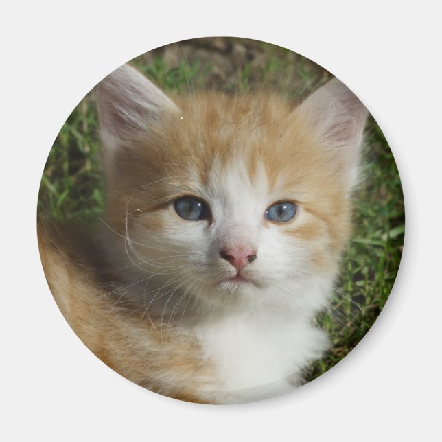 Aimant Belle Tabby Kitten Orange (Devant)