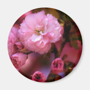 Aimant Belles fleurs de cerisiers rose printemps