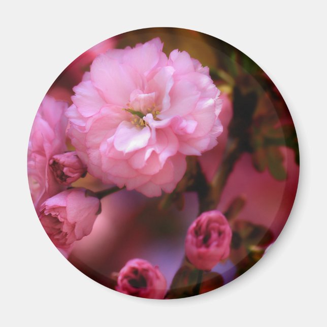 Aimant Belles fleurs de cerisiers rose printemps (Devant)