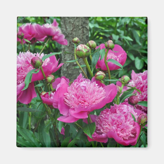 Aimant Belles fleurs de pivoines roses (Devant)