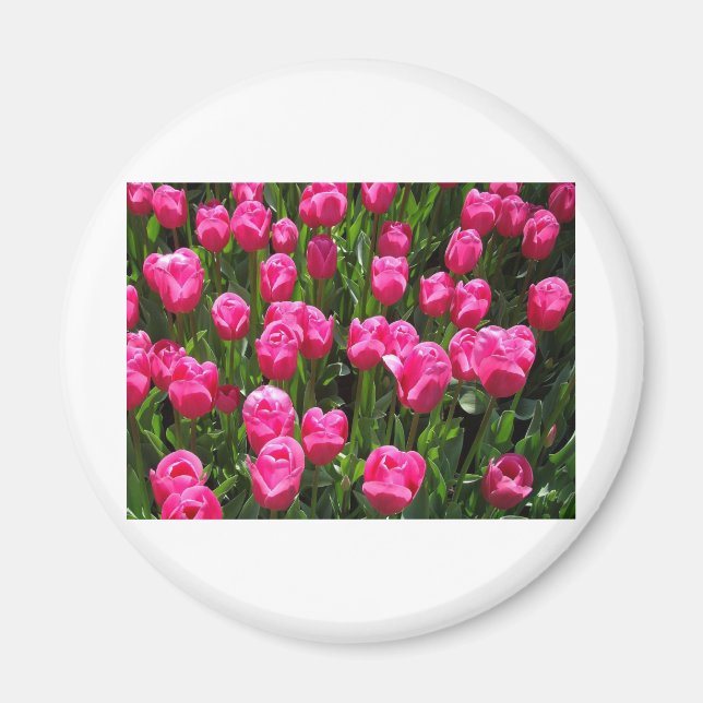 AIMANT BELLES TULIPES ROSES (Devant)