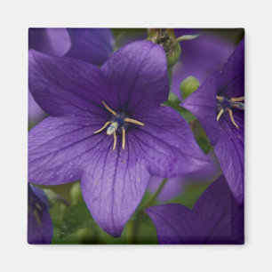 Aimant Bellflower chinoise