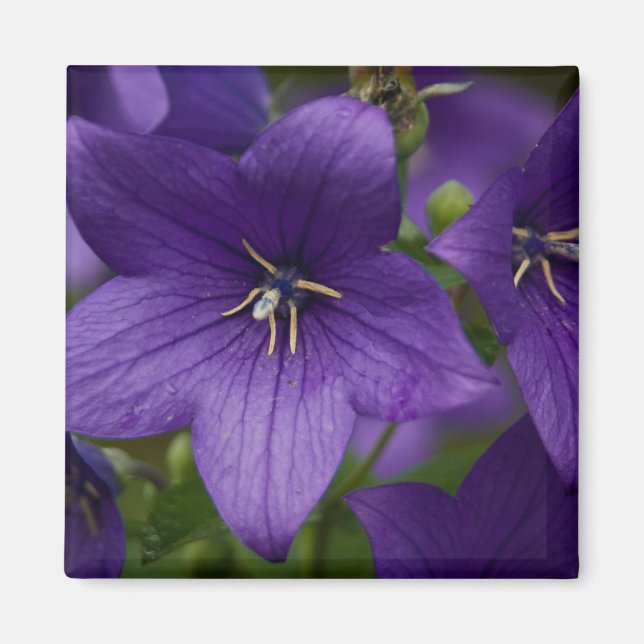 Aimant Bellflower chinoise (Devant)