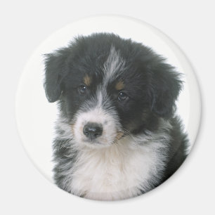 Aimant Berger Australien chiot Aussie