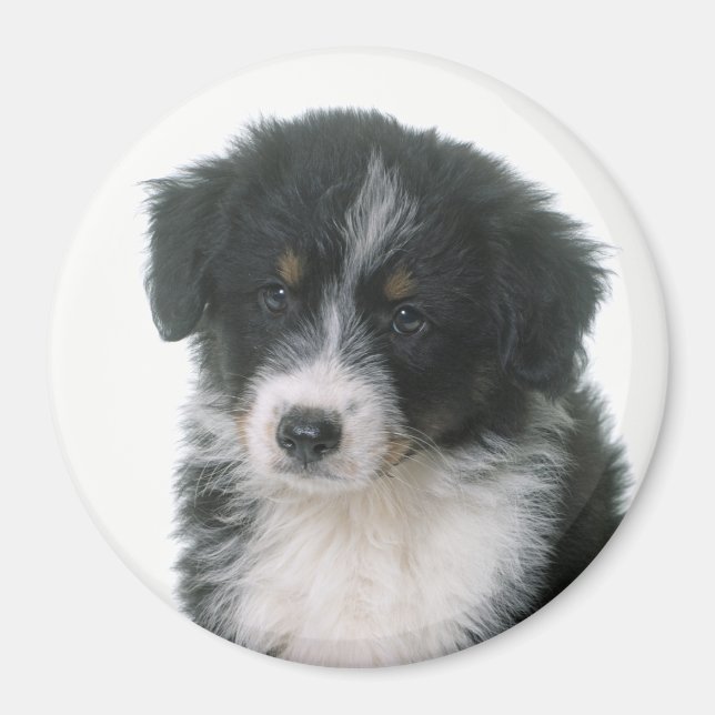 Aimant Berger Australien chiot Aussie (Devant)