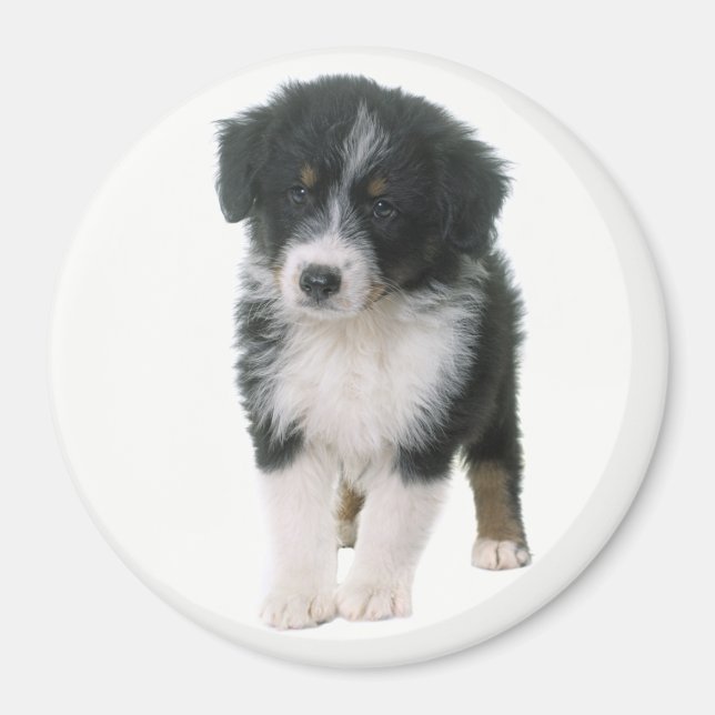 Aimant Berger Australien chiot Aussie (Devant)