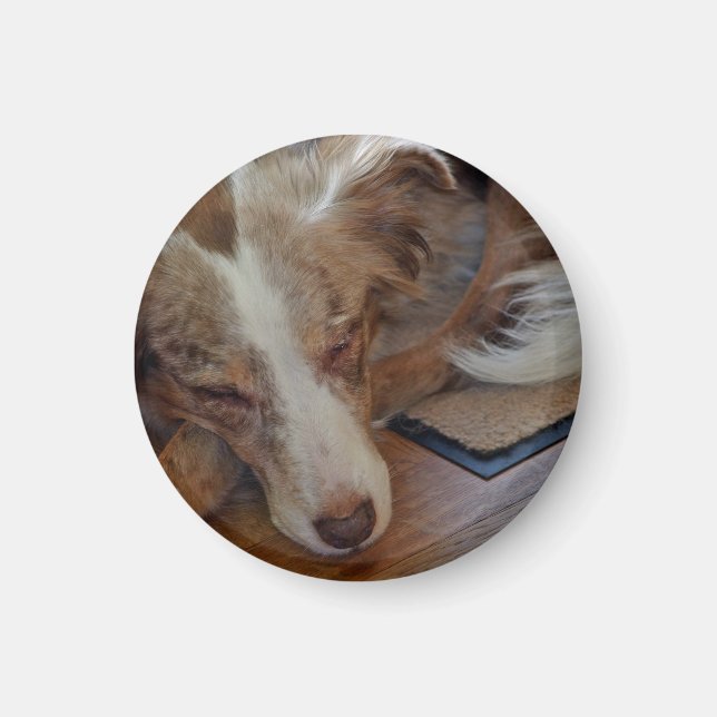 Aimant berger australien rouge merle dormir (Devant)
