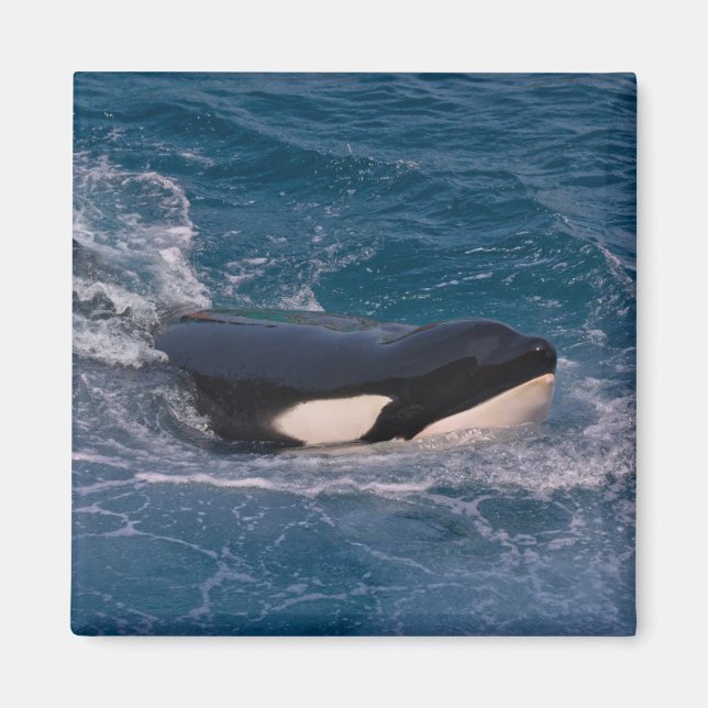 Aimant Bétail tueur nageant (Devant)