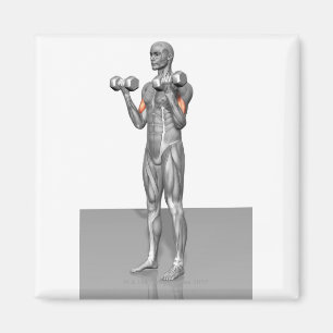 Aimant Biceps debout Curl 2