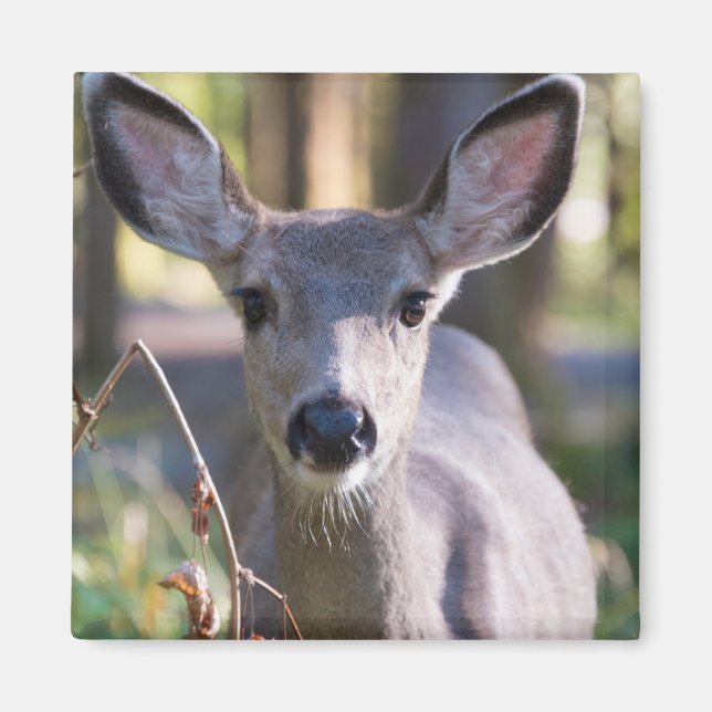 Aimant Biche à queue noire de Colombie | État de Washingt (Devant)