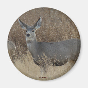 Aimant Biche de cerf mulet D14