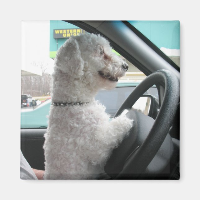 Aimant bichon (Devant)