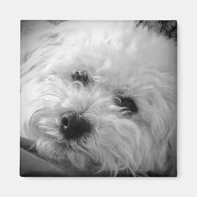 Aimant Bichon Frise Maltipoo (Devant)