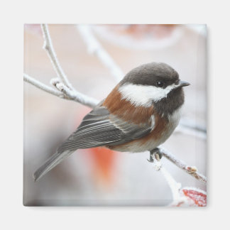 Aimant Bickadee en hiver