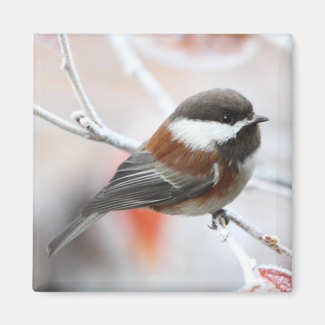 Aimant Bickadee en hiver (Devant)