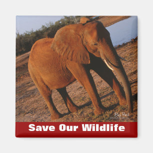 Aimant Big Red Sauver notre faune